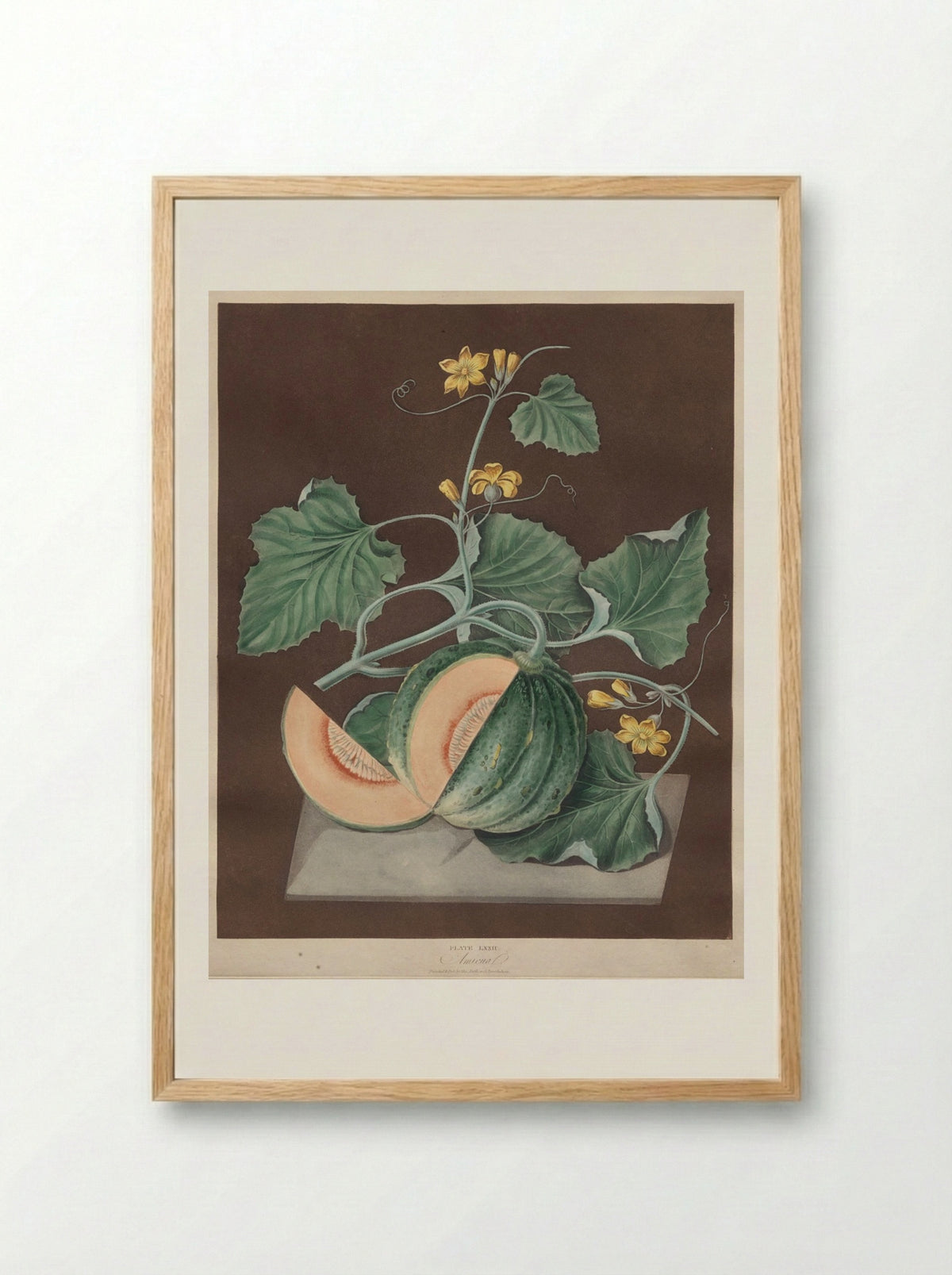 Pomona Britannica: No. 72 - Amicua (Melon) - George Brookshaw - Framed Print Wood
