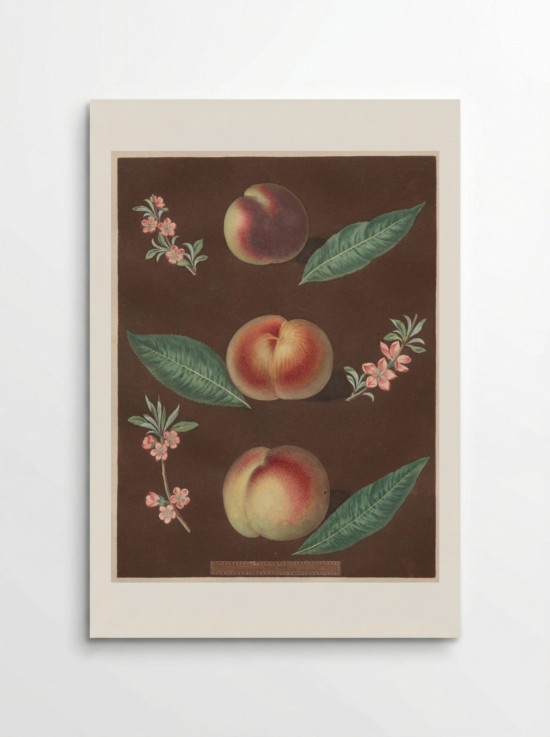 Pomona Britannica: No. 33 - Peaches - George Brookshaw - Poster