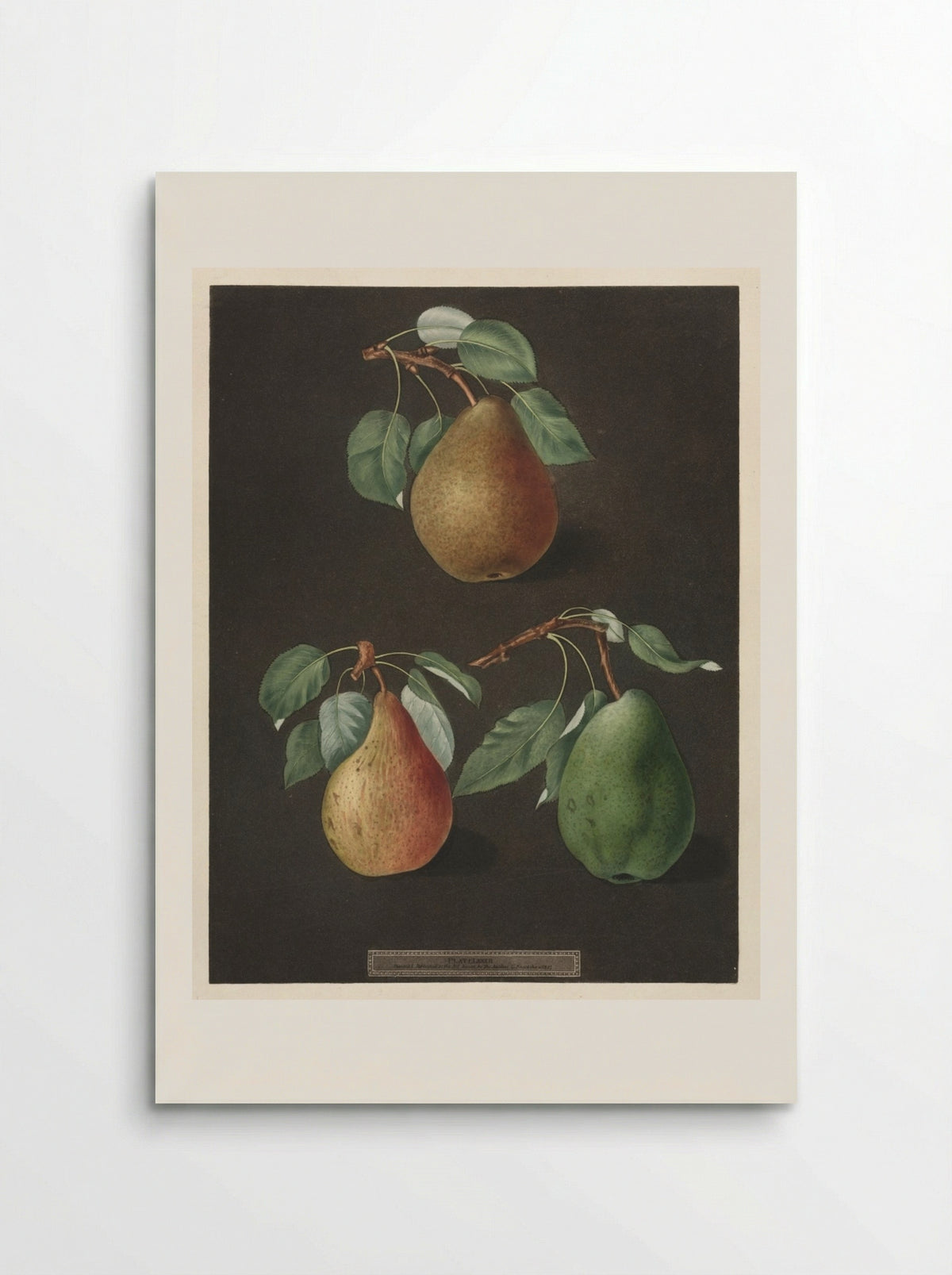 Pomona Britannica: No. 82 - Pears - George Brookshaw - Poster