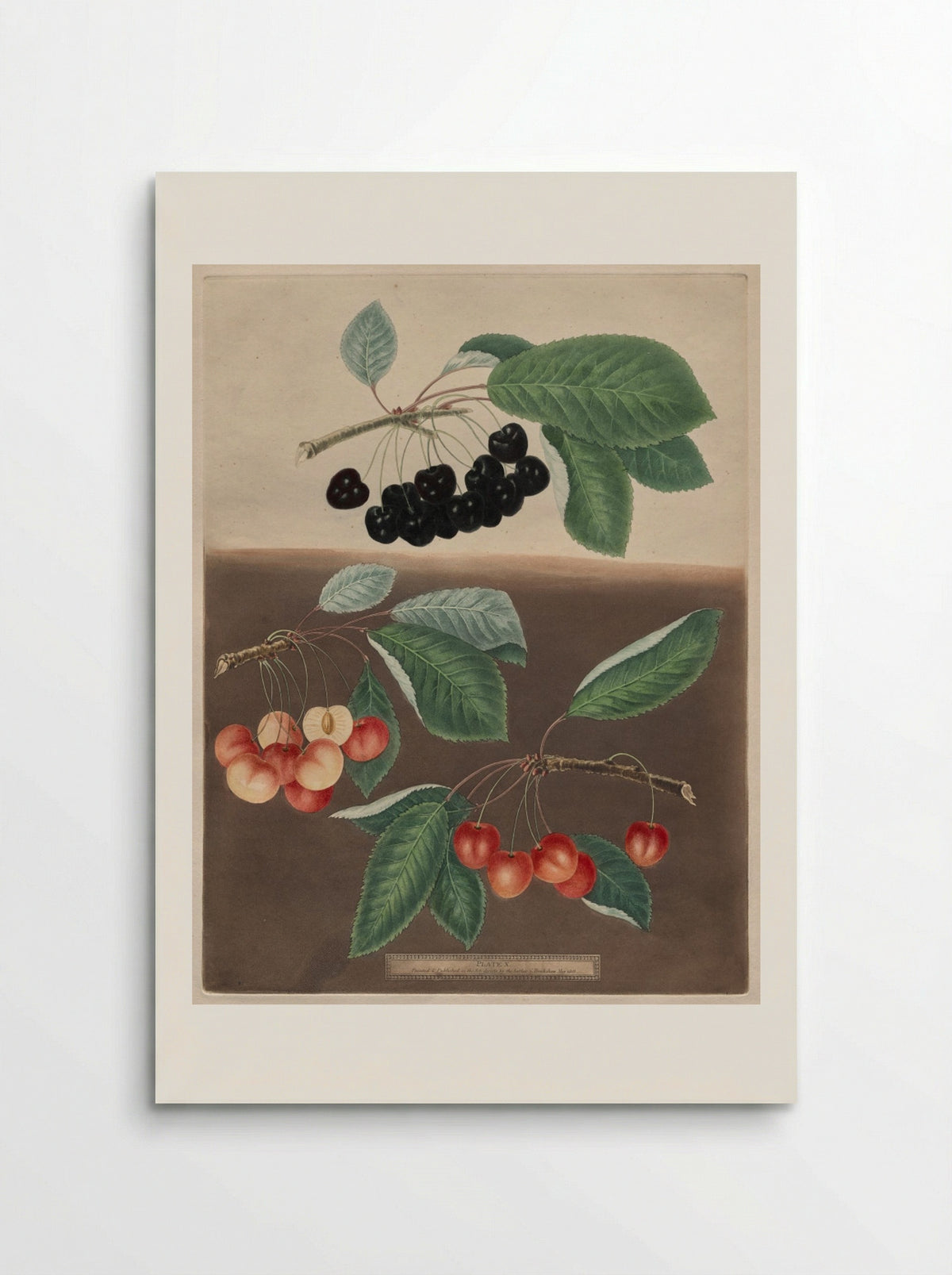 Pomona Britannica: No. 10 - Cherries - George Brookshaw - Poster