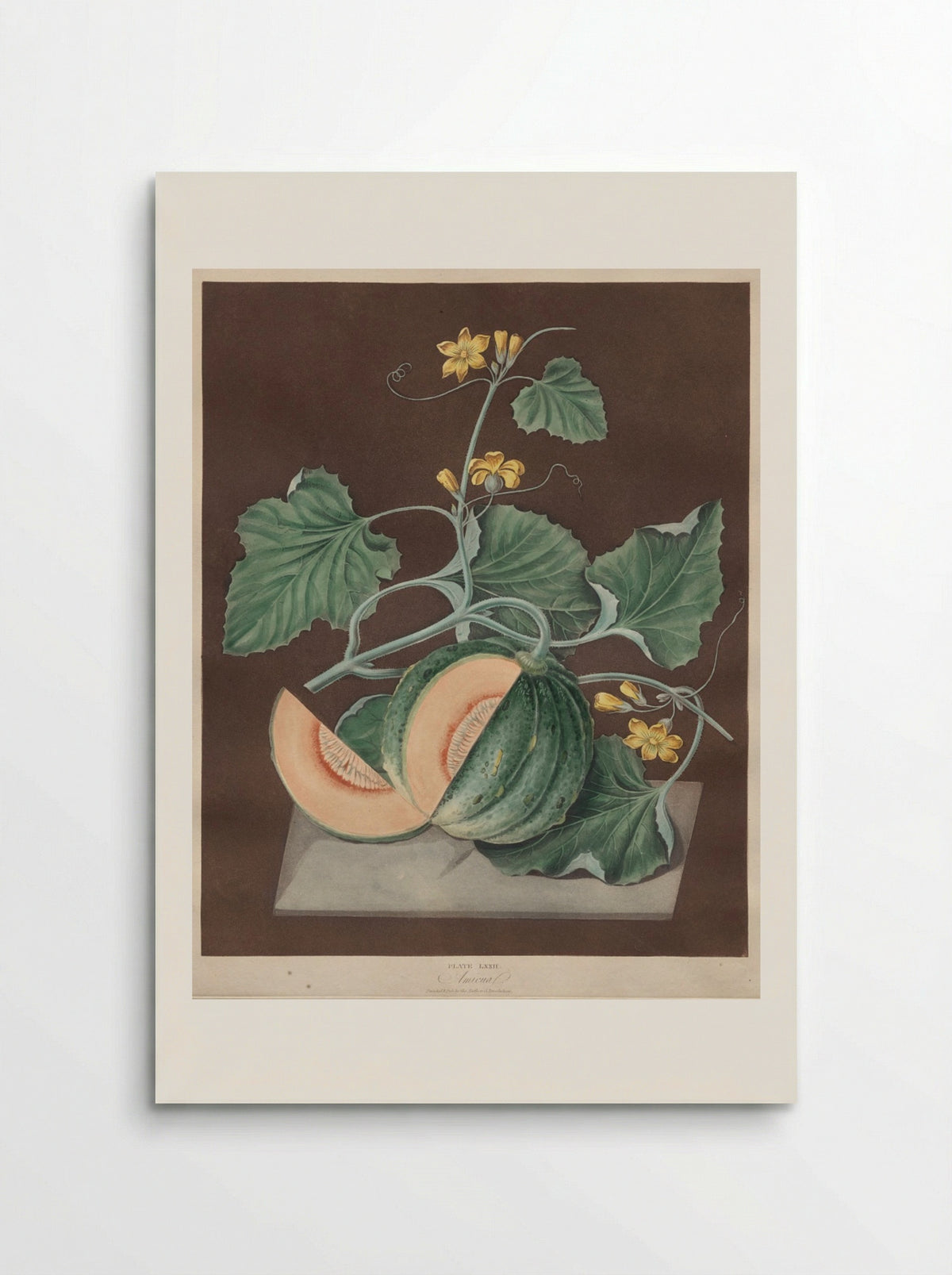 Pomona Britannica: No. 72 - Amicua (Melon) - George Brookshaw - Poster
