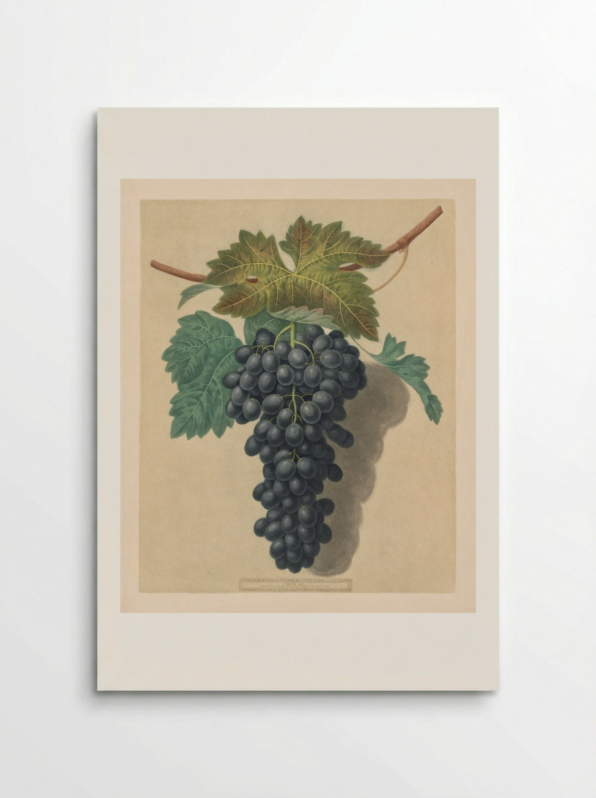 Pomona Britannica: No. 52 - Black Prince Grape - George Brookshaw - Poster