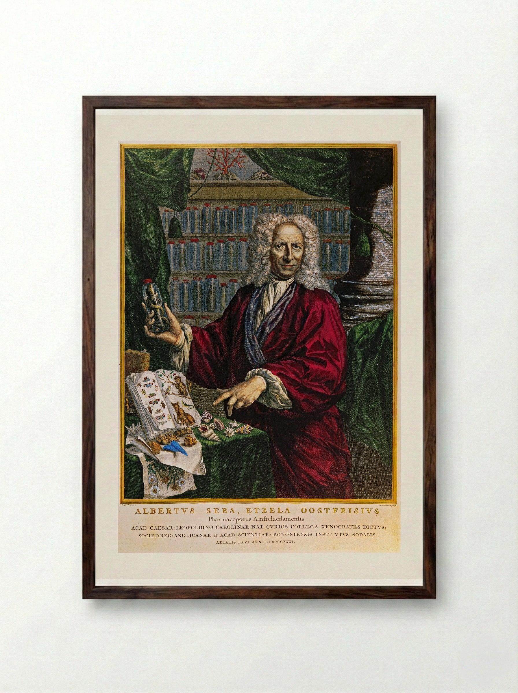 Portrait of Albertus Seba - Jacobus Houbraken - Framed Print Dark Wood
