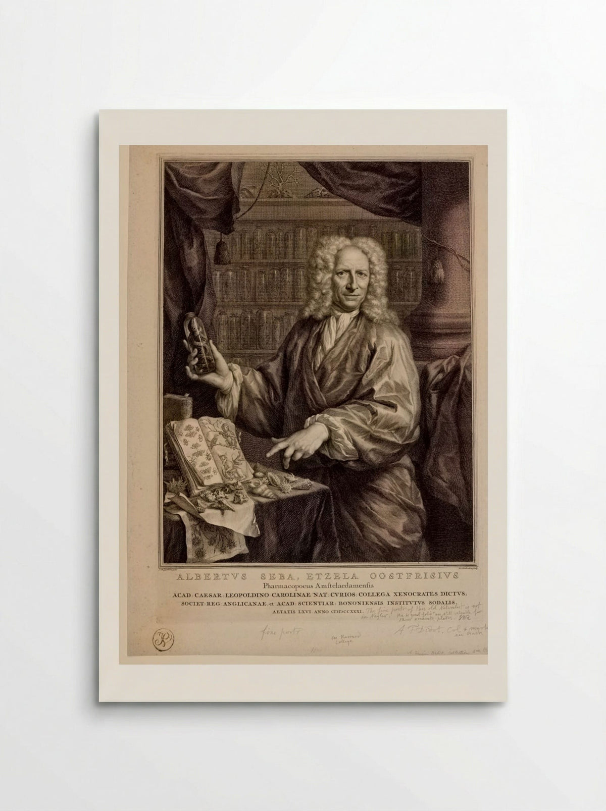Portrait of Albertus Seba - Jacobus Houbraken - Poster