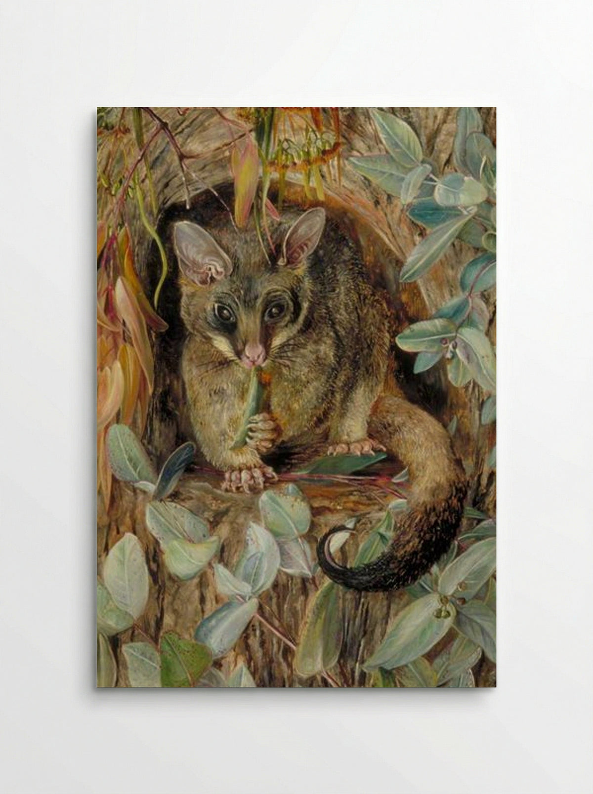 Possum up a Gum Tree - Marianne North - Poster