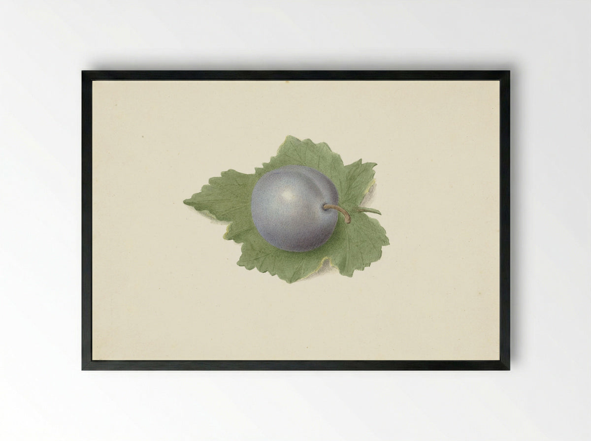 Pruim op een blad (Plum on a Leaf) - Elisabeth Geertruida van de Kasteele - Framed Print Black