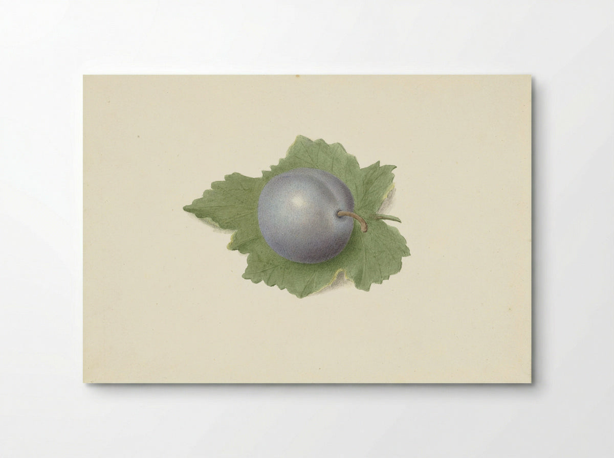 Pruim op een blad (Plum on a Leaf) - Elisabeth Geertruida van de Kasteele - Poster