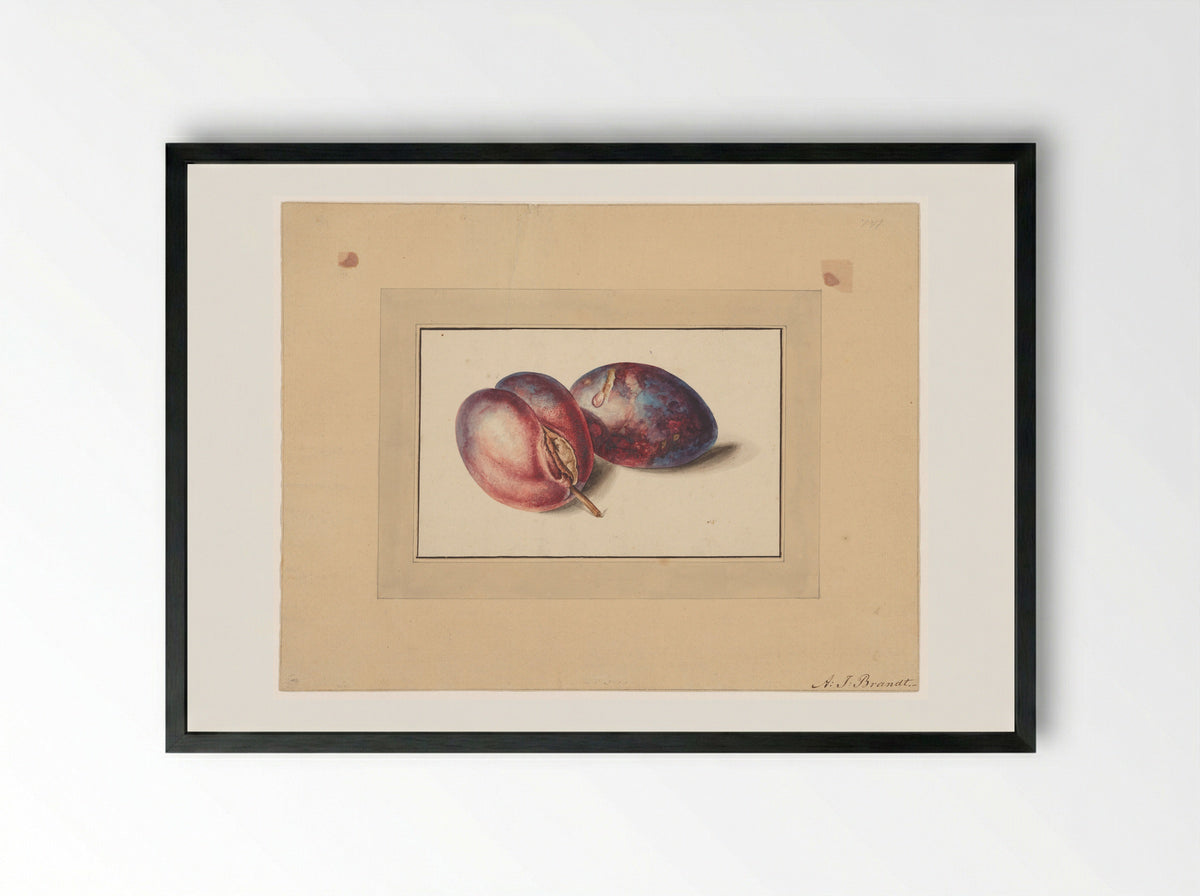 Pruimen (Plums) - Albertus Jonas Brandt - Framed Print Black