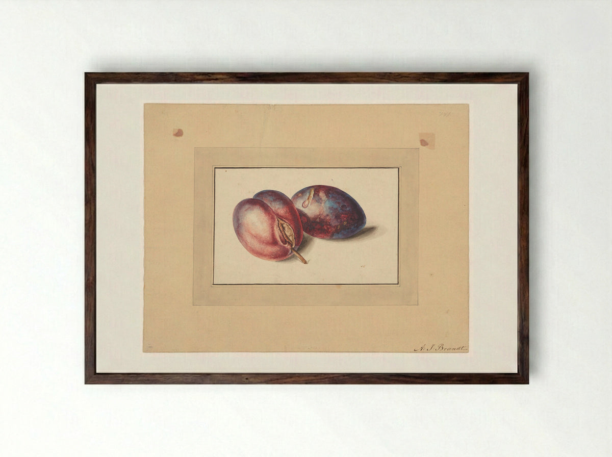 Pruimen (Plums) - Albertus Jonas Brandt - Framed Print Dark Wood