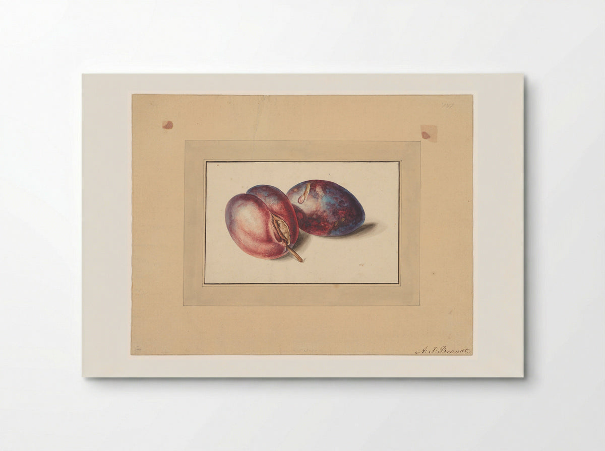 Pruimen (Plums) - Albertus Jonas Brandt - Poster