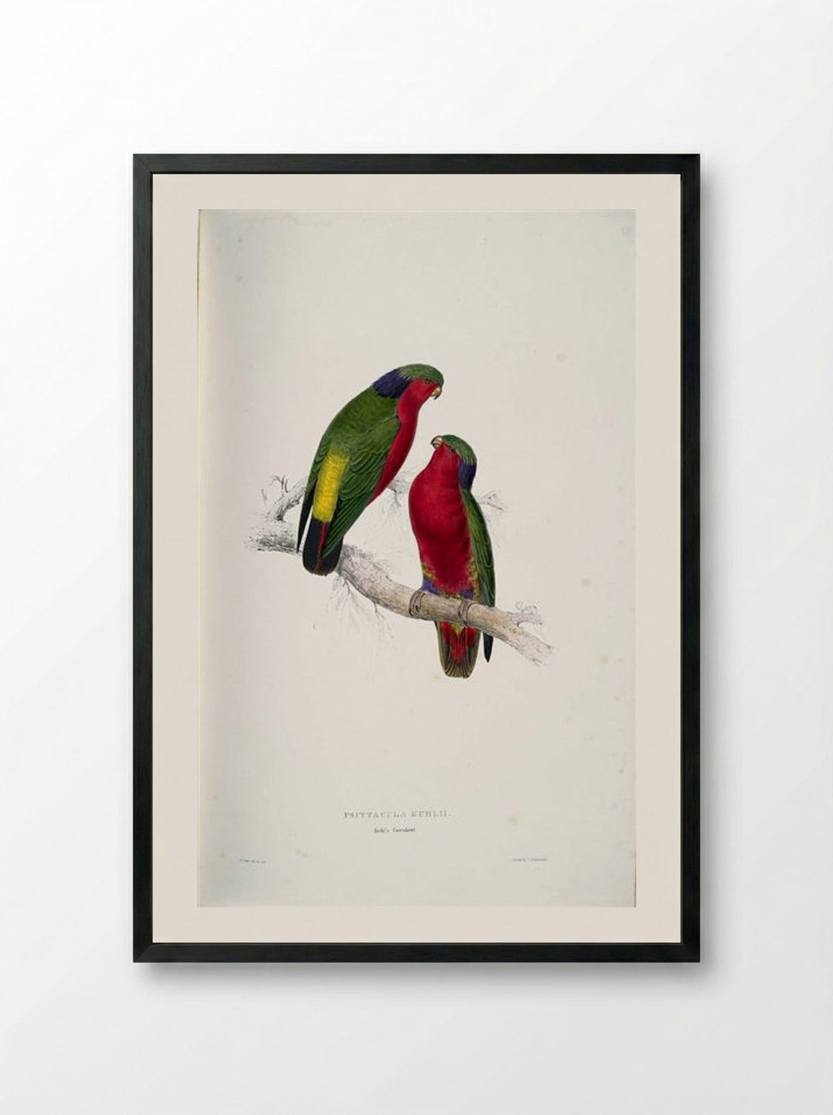 Psittacula kuhlii (Kuhl's Lorikeets) - Edward Lear - Framed Print Black