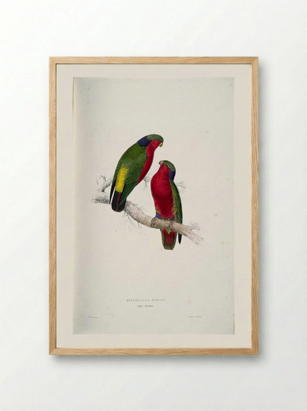 Psittacula kuhlii (Kuhl's Lorikeets) - Edward Lear - Framed Print Wood