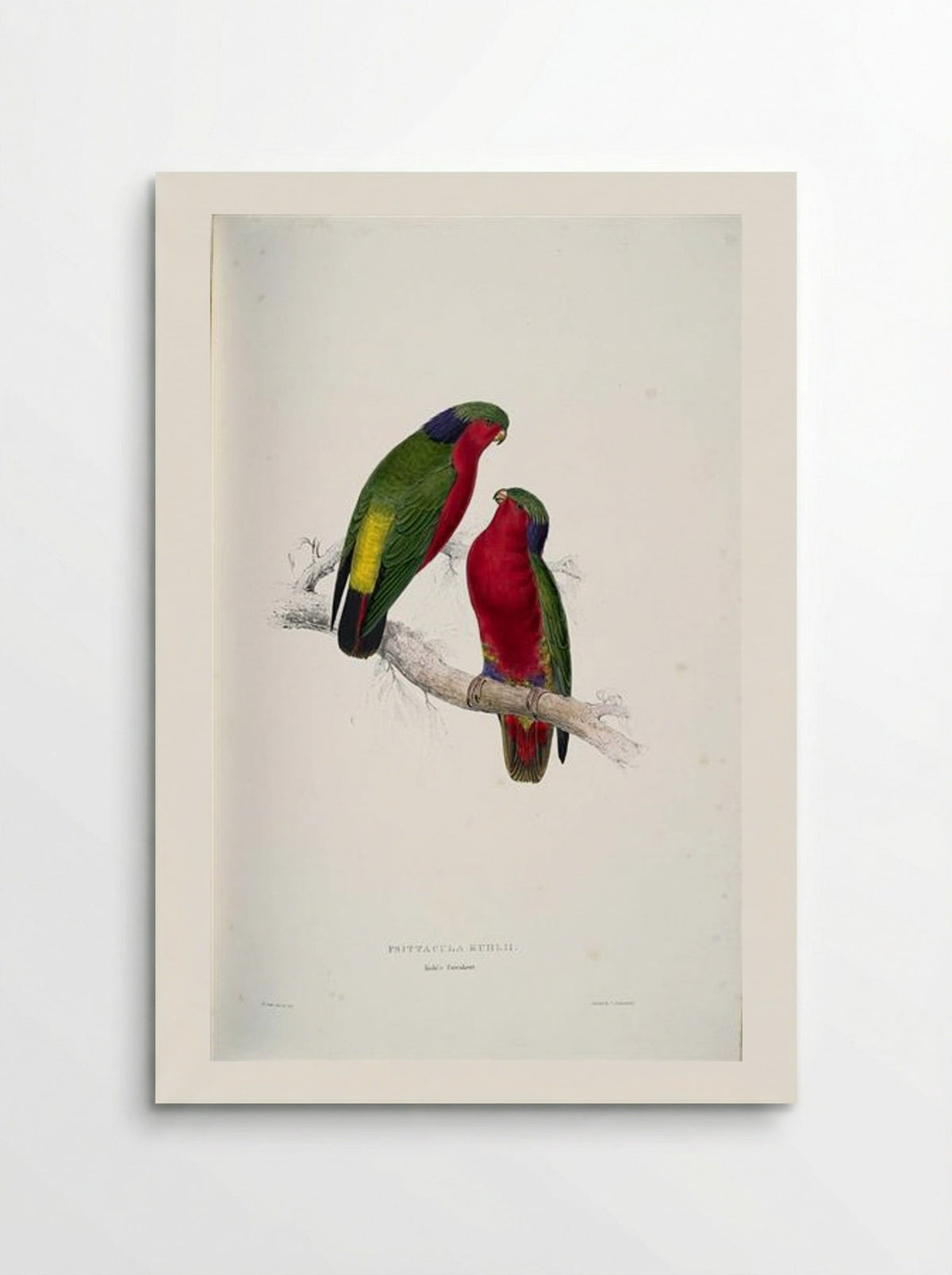 Psittacula kuhlii (Kuhl's Lorikeets) - Edward Lear - Poster