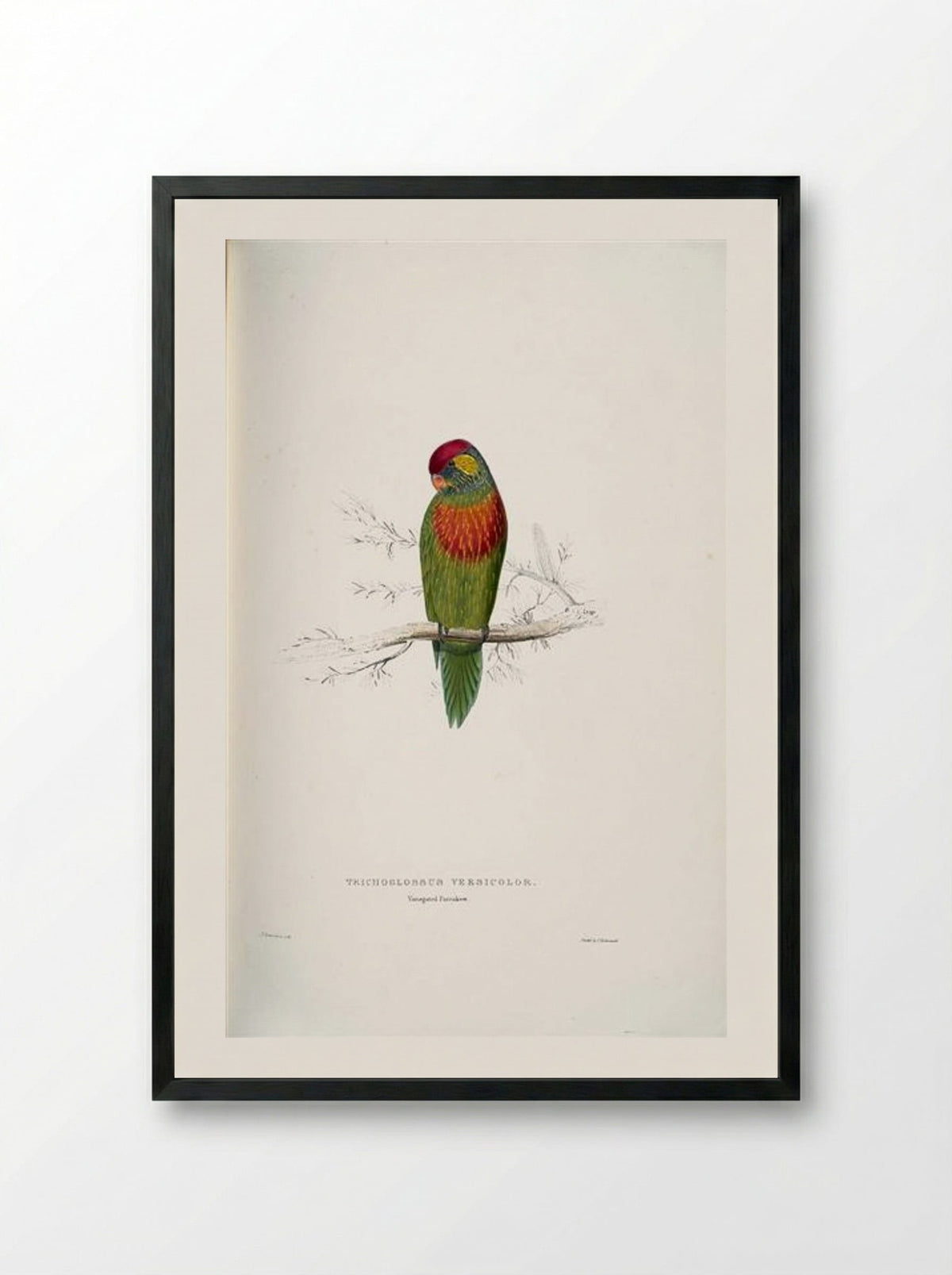 Psitteuteles versicolor - Edward Lear - Framed Print Black
