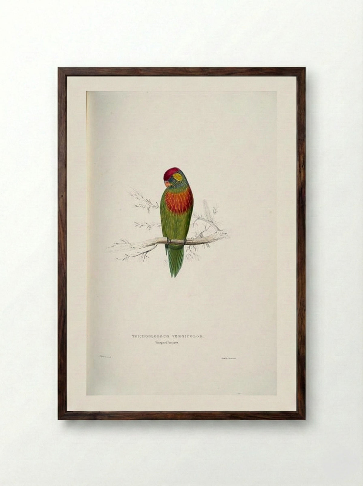 Psitteuteles versicolor - Edward Lear - Framed Print Dark Wood