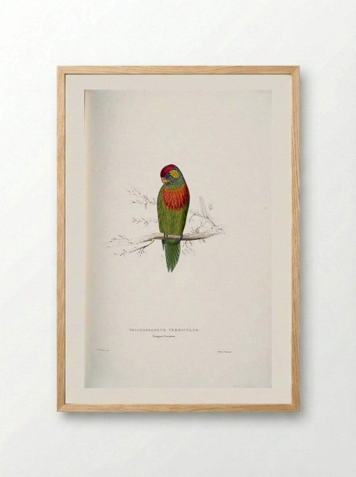 Psitteuteles versicolor - Edward Lear - Framed Print Wood