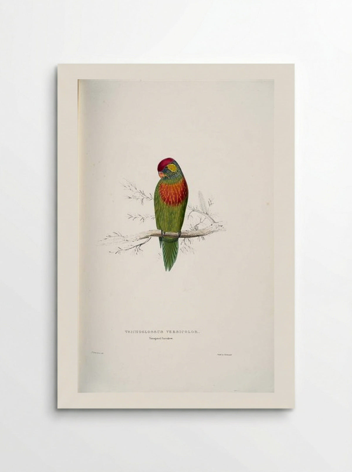 Psitteuteles versicolor - Edward Lear - Poster