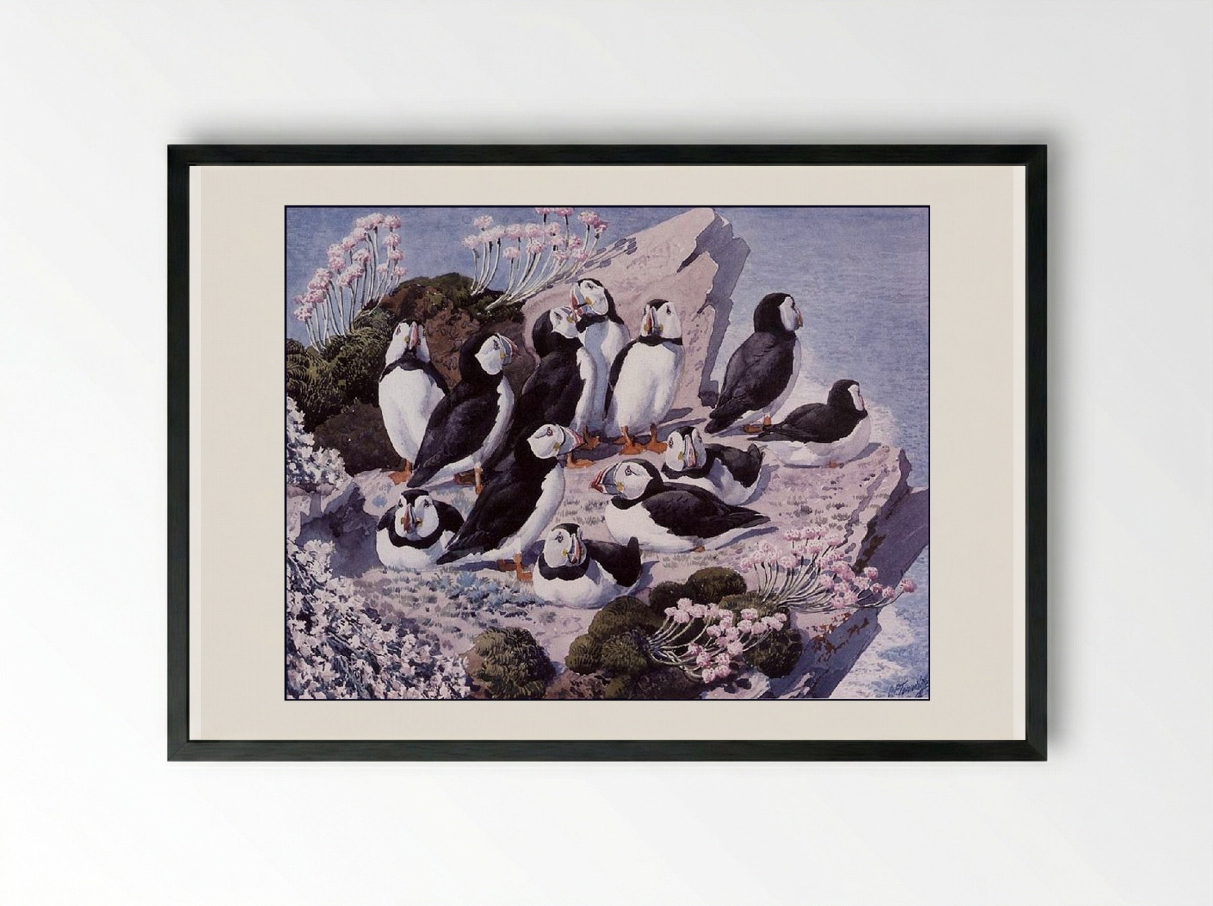 Puffin Colony - Charles Tunnicliffe - Framed Print Black
