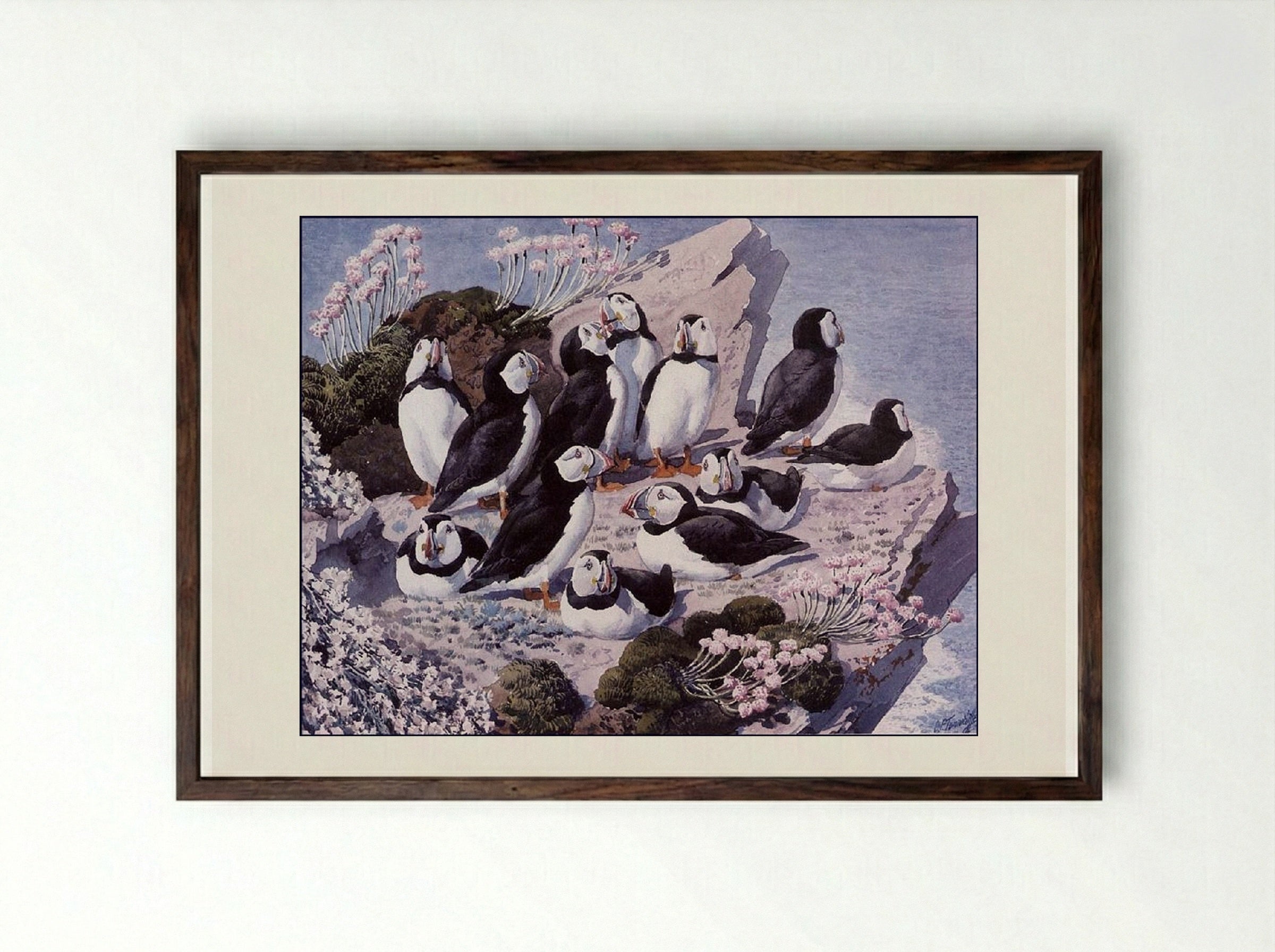 Puffin Colony - Charles Tunnicliffe - Framed Print Dark Wood