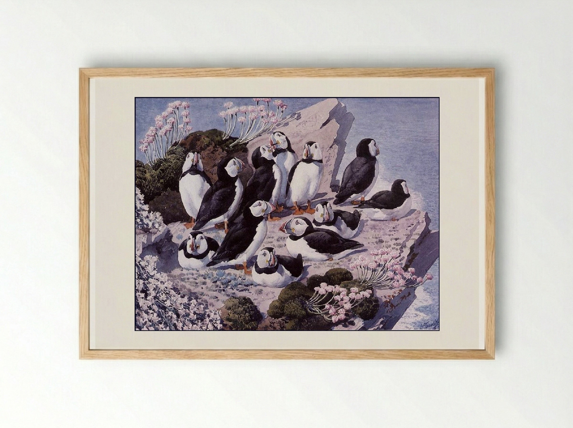 Puffin Colony - Charles Tunnicliffe - Framed Print Wood