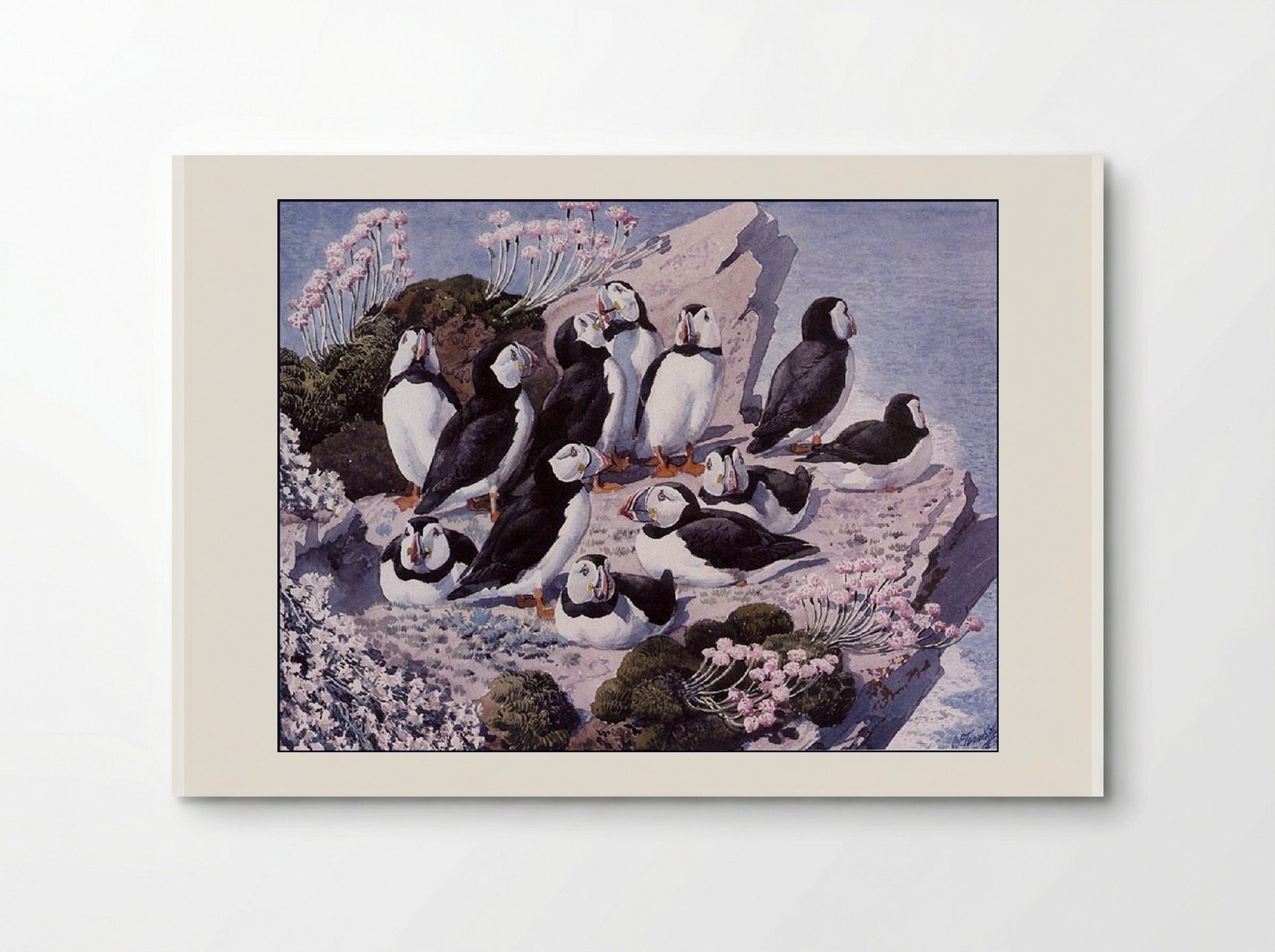Puffin Colony - Charles Tunnicliffe - Poster