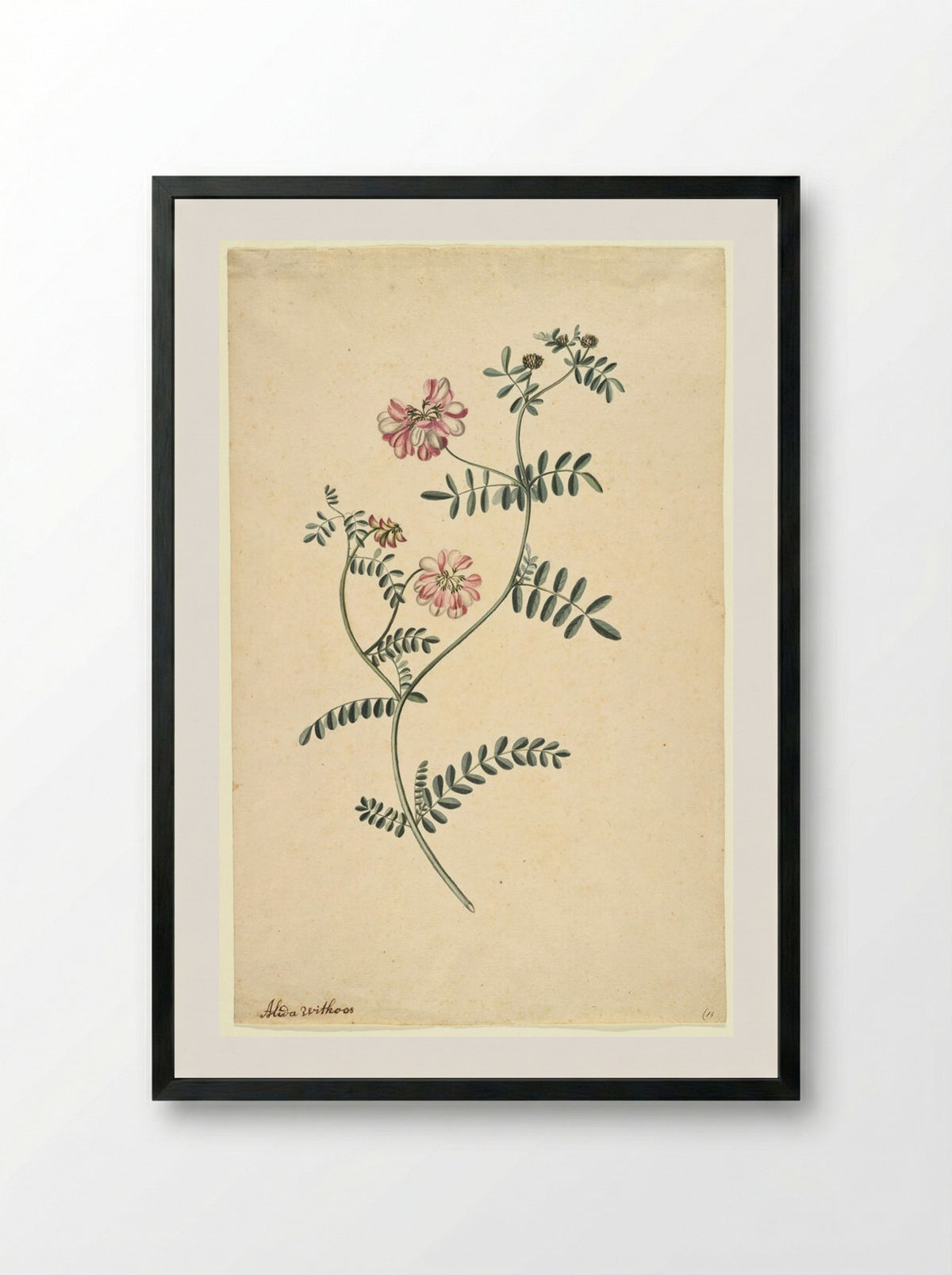 Purple Coronilla - Alida Withoos - Framed Print Black