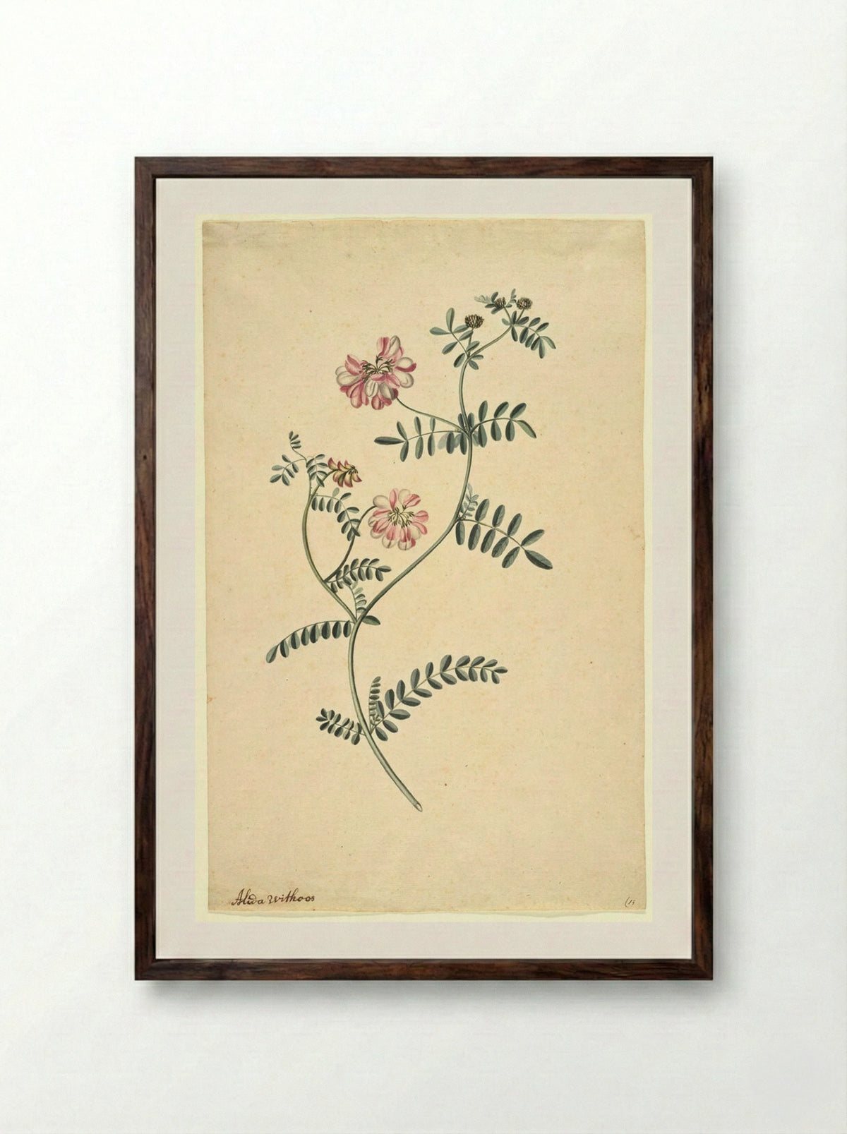 Purple Coronilla - Alida Withoos - Framed Print Dark Wood