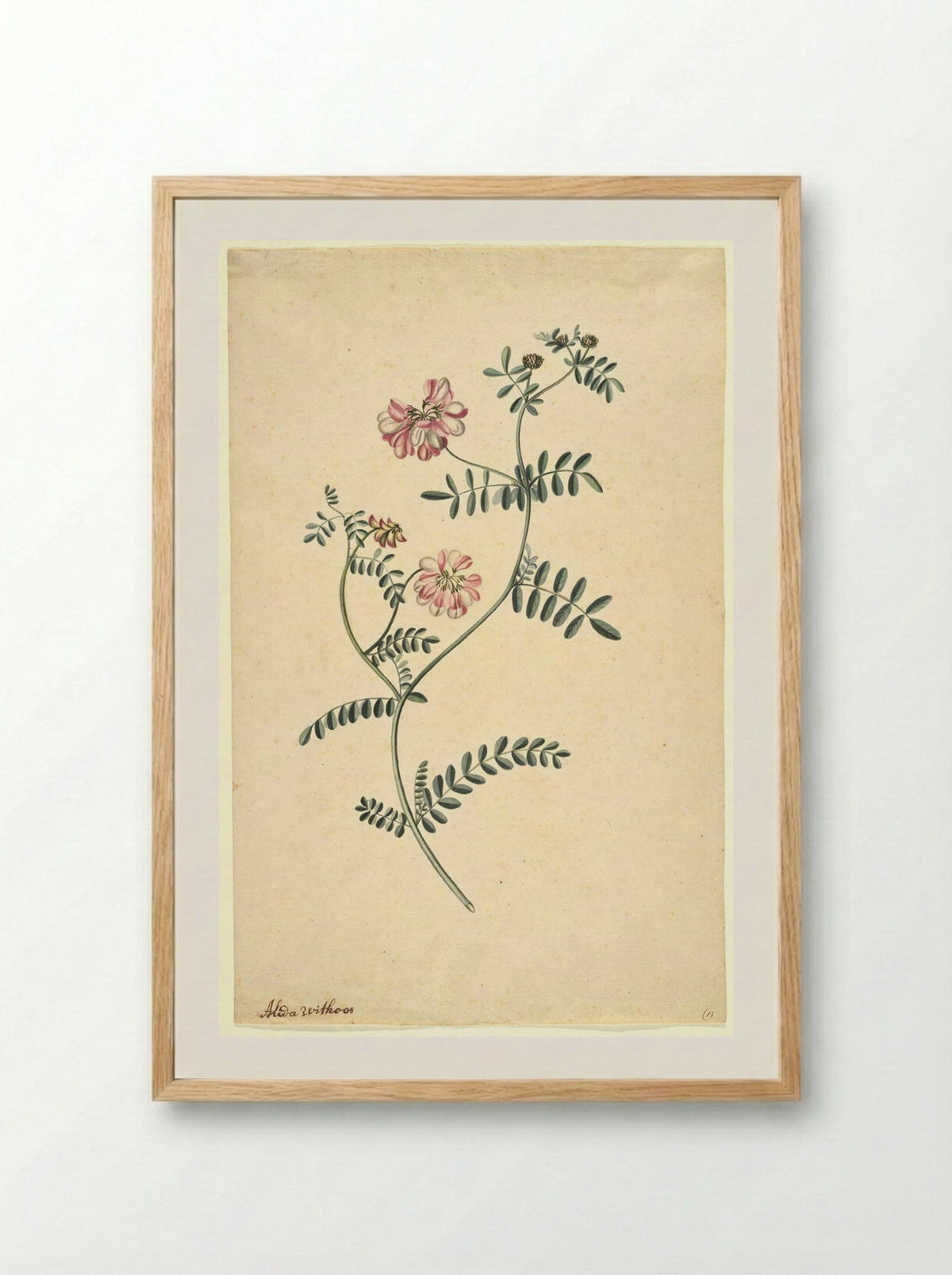 Purple Coronilla - Alida Withoos - Framed Print Wood