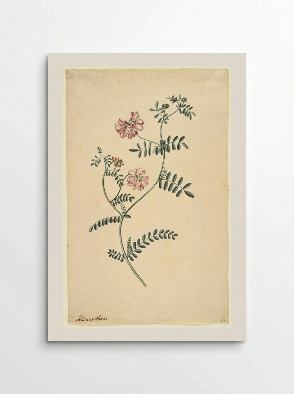 Purple Coronilla - Alida Withoos - Poster
