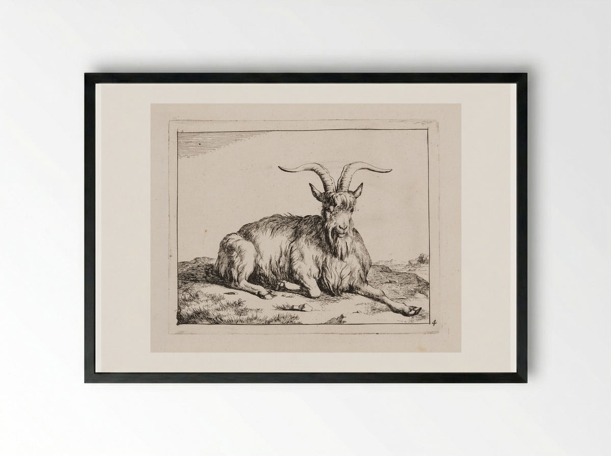 Recumbent Goat, facing forward - Marcus de Bye - Framed Print Black