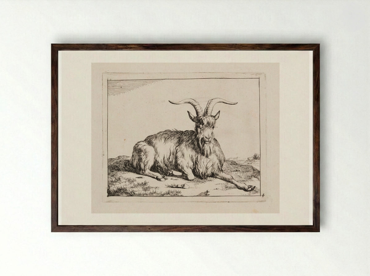 Recumbent Goat, facing forward - Marcus de Bye - Framed Print Dark Wood