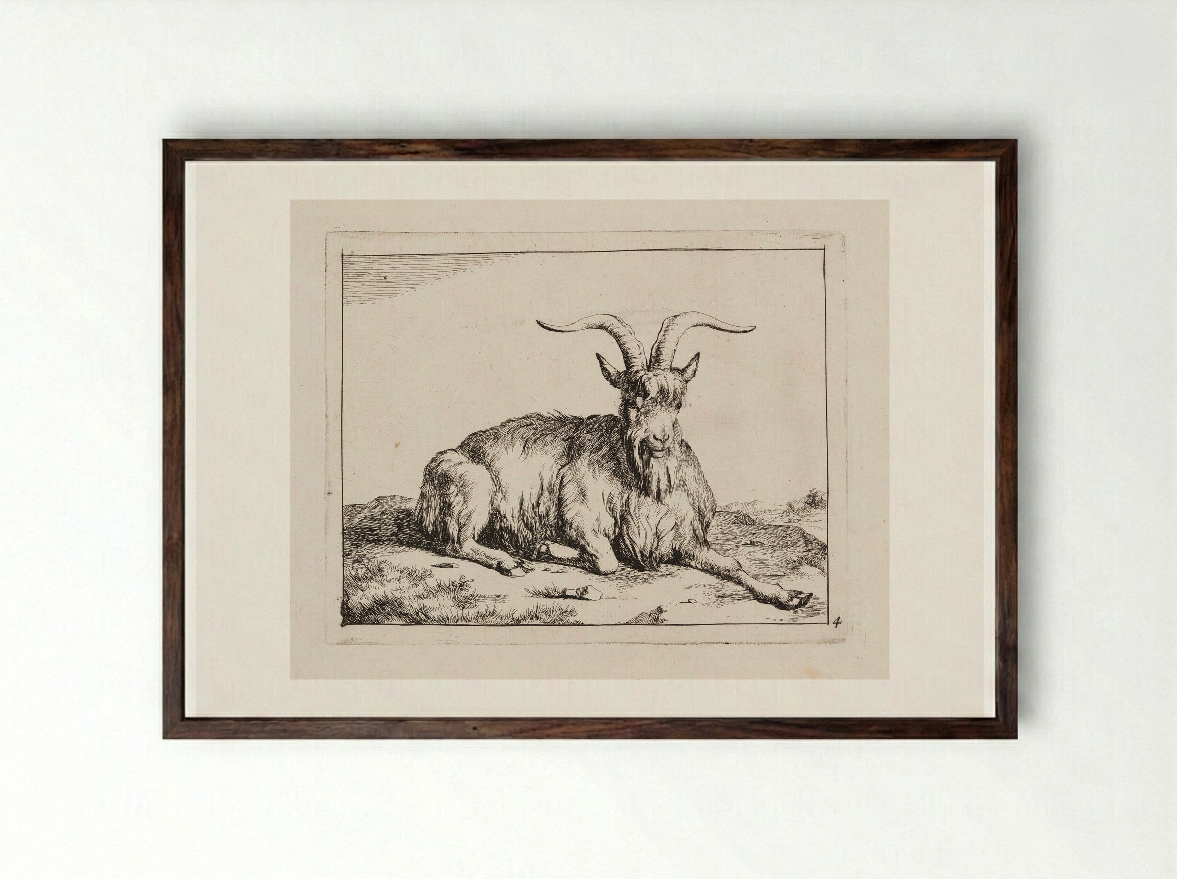 Recumbent Goat, facing forward - Marcus de Bye - Framed Print Dark Wood