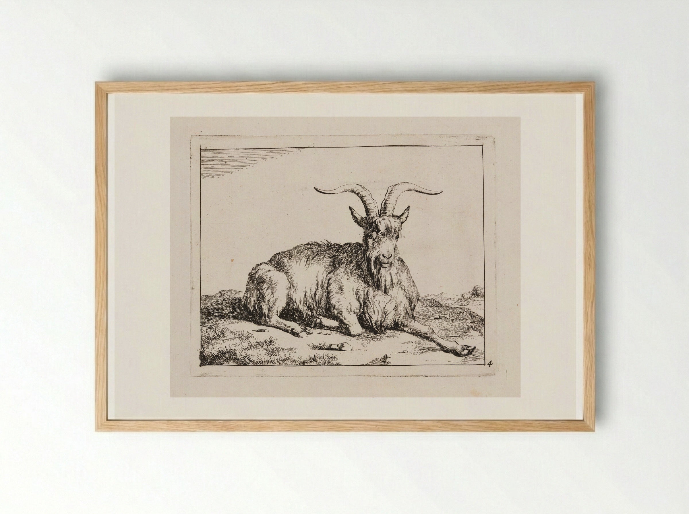 Recumbent Goat, facing forward - Marcus de Bye - Framed Print Wood
