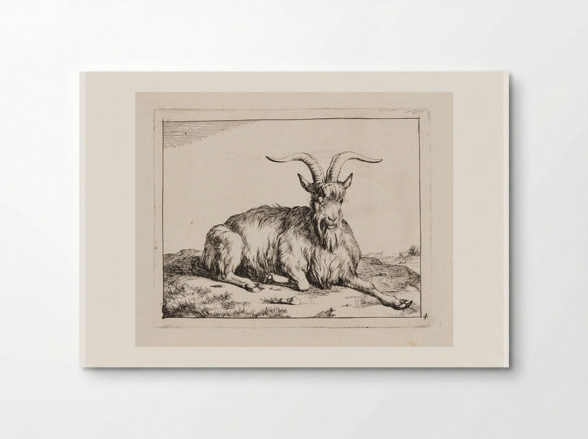 Recumbent Goat, facing forward - Marcus de Bye - Poster