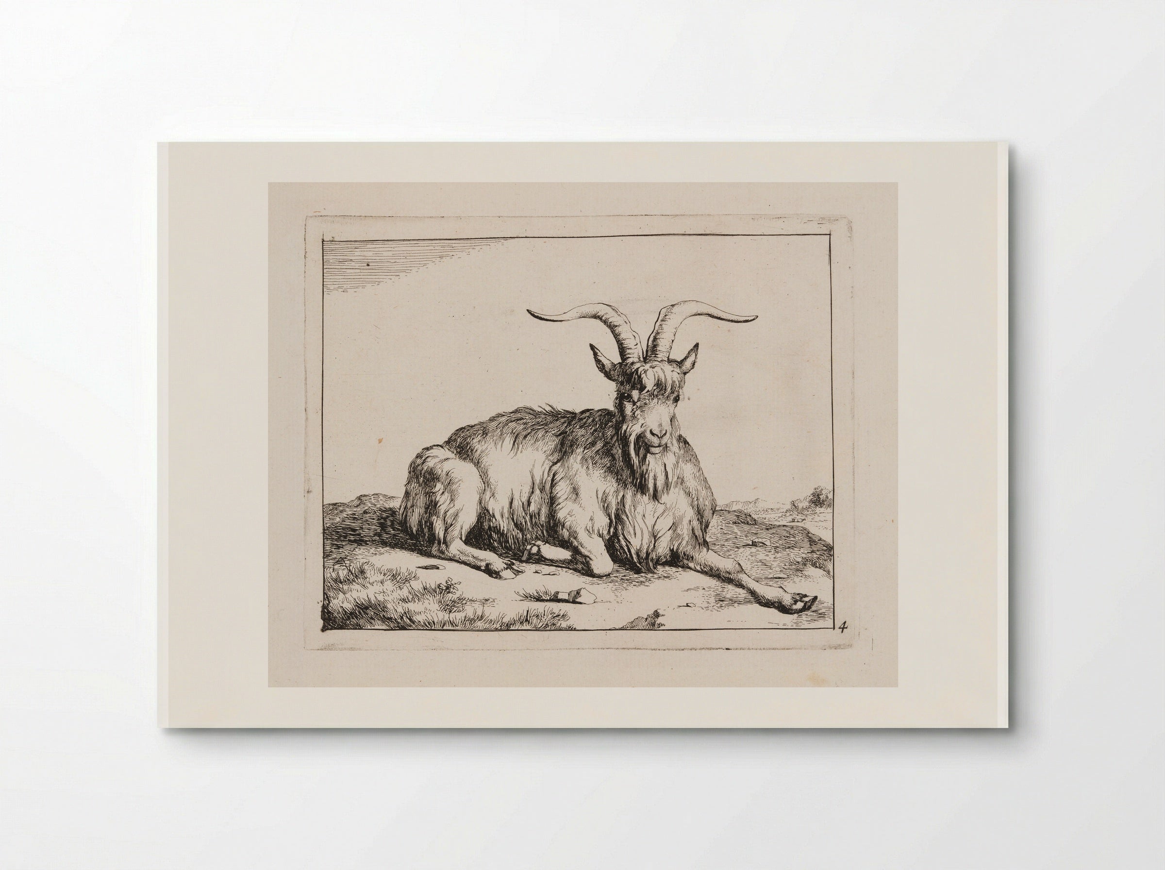 Recumbent Goat, facing forward - Marcus de Bye - Poster