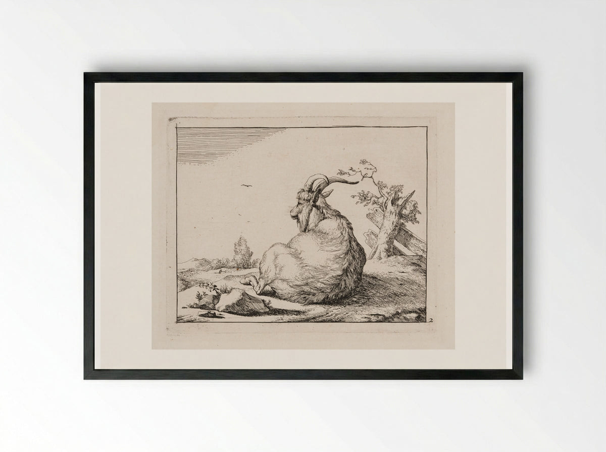 Recumbent Goat, from behind - Marcus de Bye - Framed Print Black