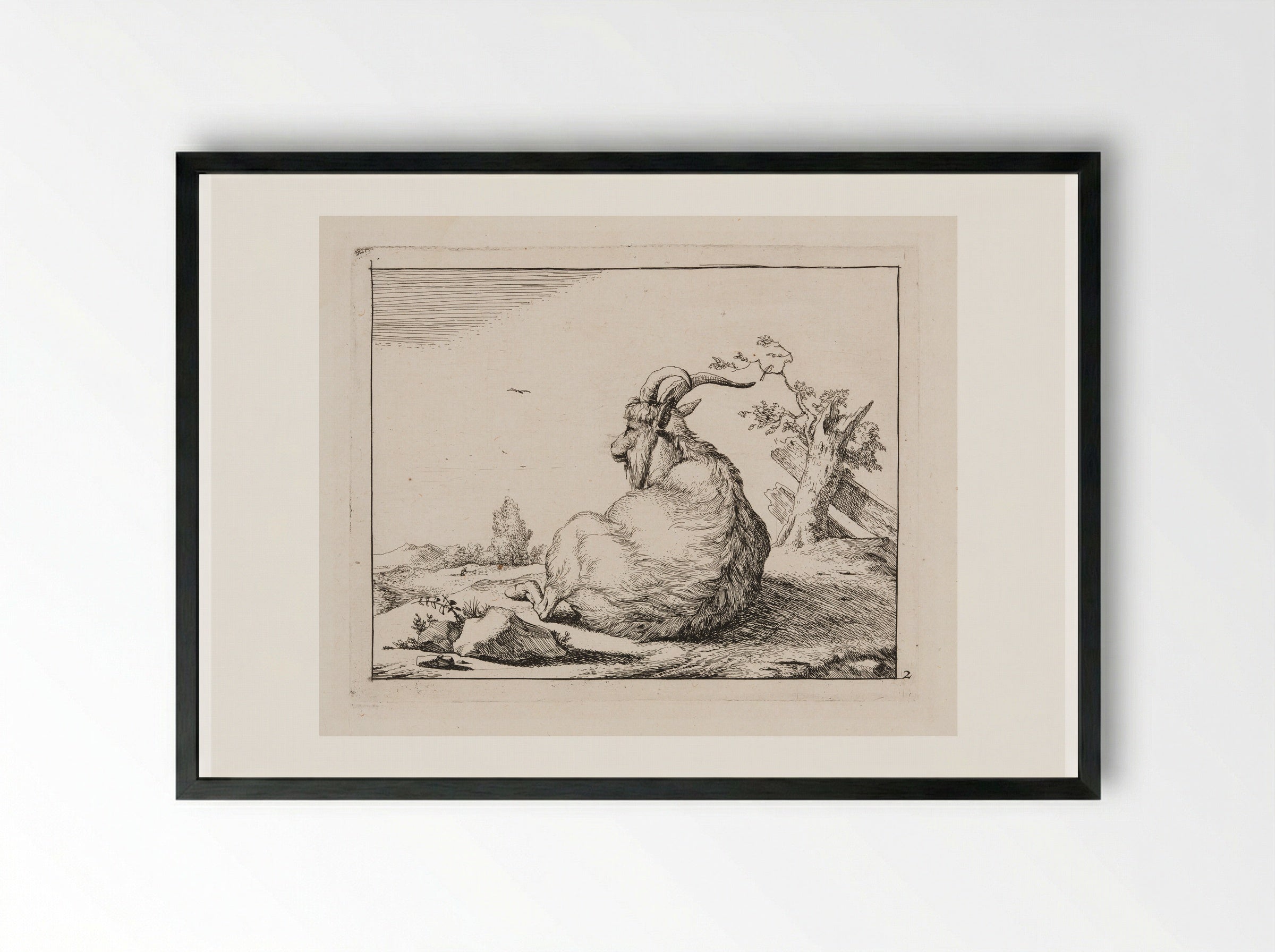 Recumbent Goat, from behind - Marcus de Bye - Framed Print Black