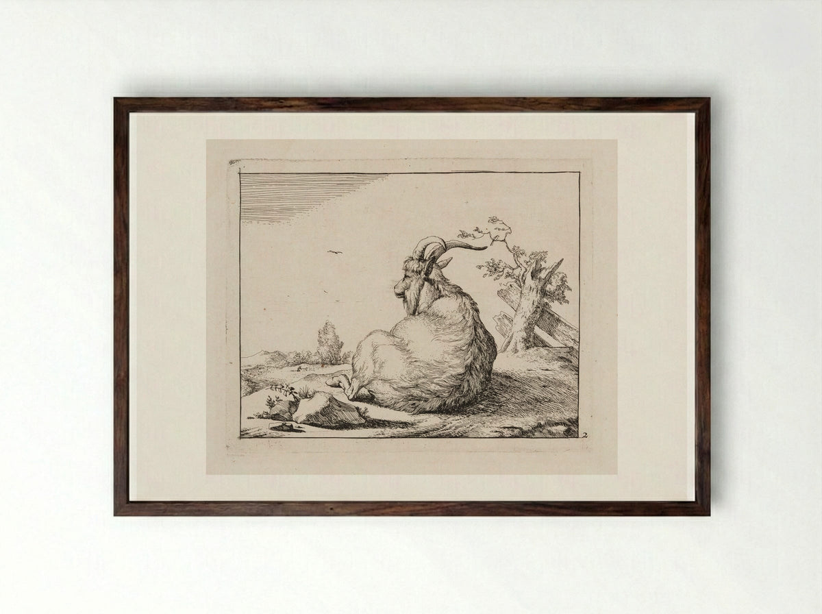 Recumbent Goat, from behind - Marcus de Bye - Framed Print Dark Wood