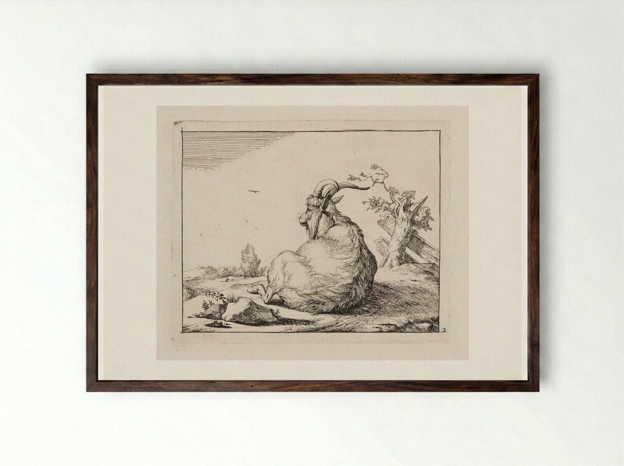 Recumbent Goat, from behind - Marcus de Bye - Framed Print Dark Wood