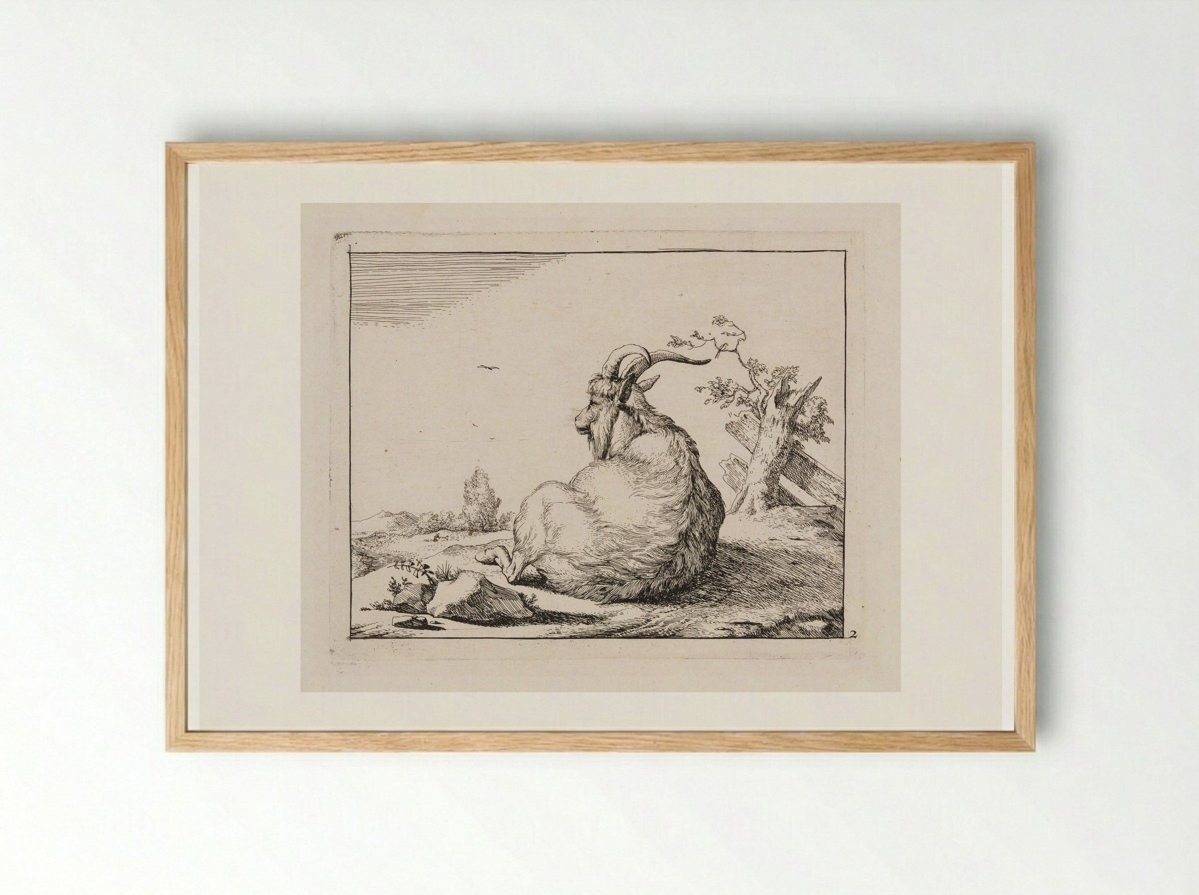 Recumbent Goat, from behind - Marcus de Bye - Framed Print Wood