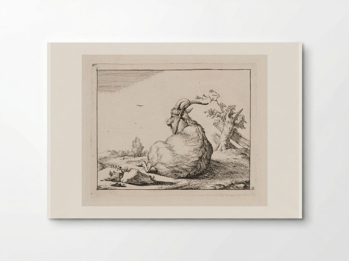 Recumbent Goat, from behind - Marcus de Bye - Poster