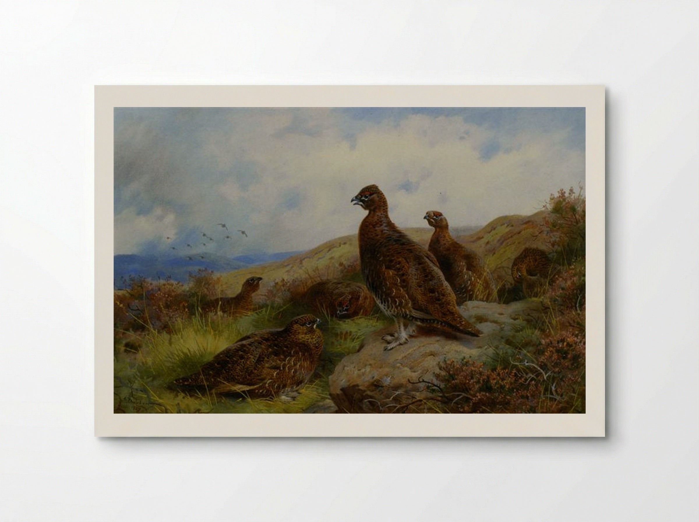 Red Grouse Packing - Archibald Thorburn - Poster
