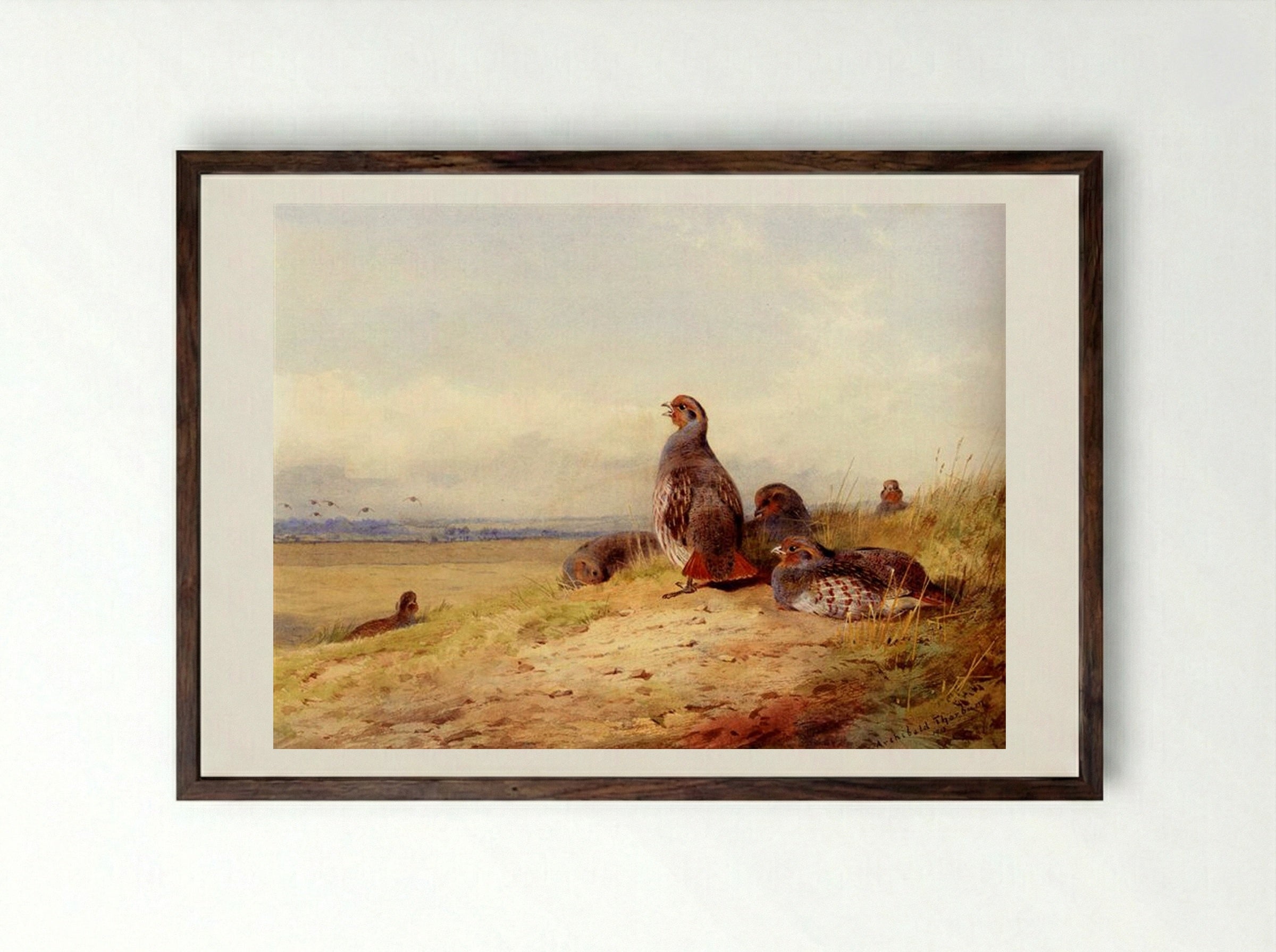 Red Partridges - Archibald Thorburn - Framed Print Dark Wood
