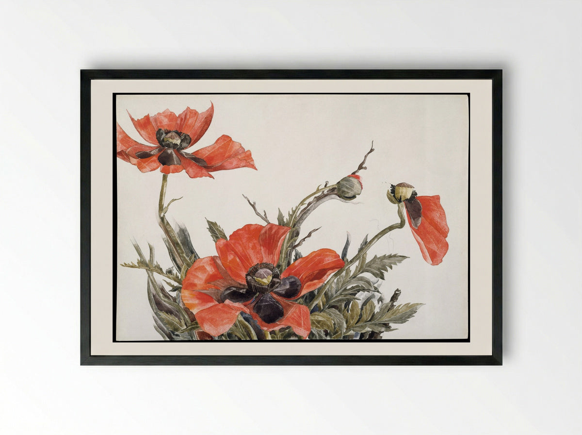 Red Poppies - Charles Demuth - Framed Print Black