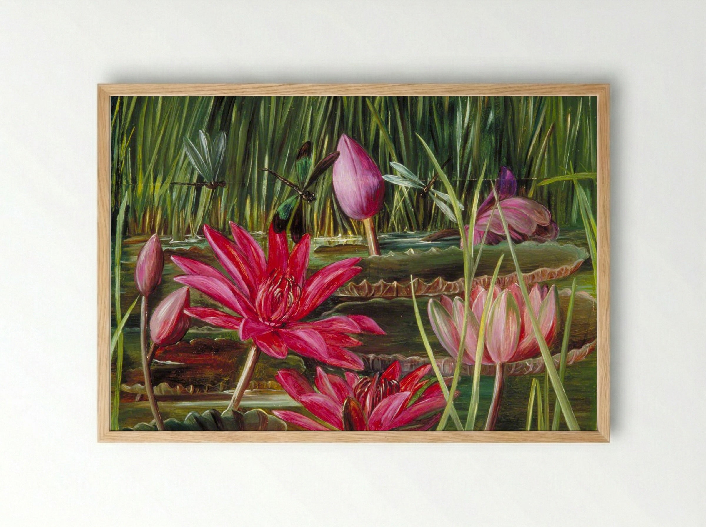 Red Water Lily of Southern India - Marianne North - Framed Print Wood