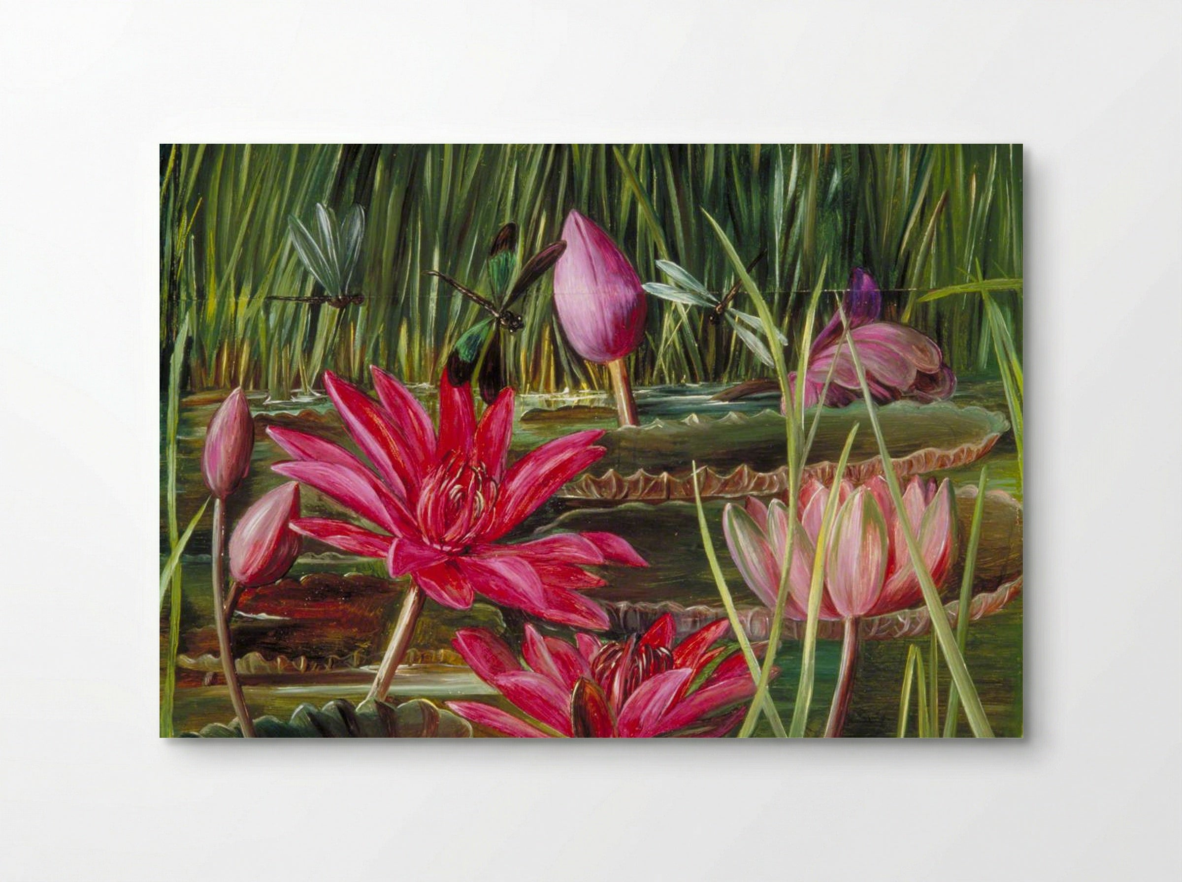 Red Water Lily of Southern India - Marianne North - Poster