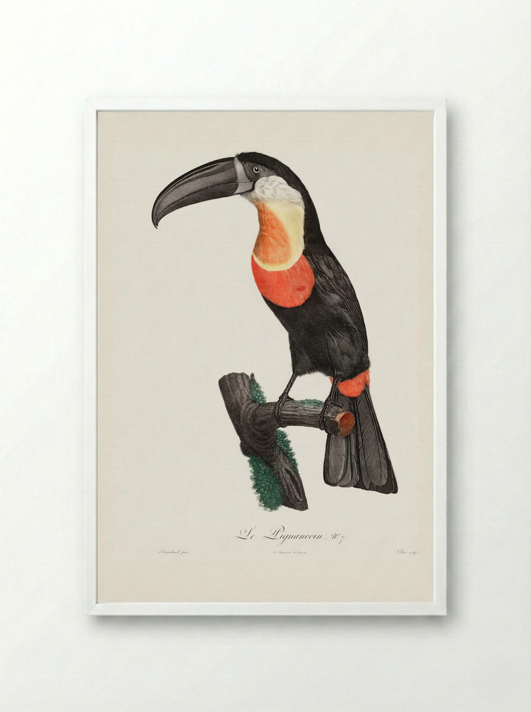 Red-billed Toucan - Jacques Barraband - Framed Print White