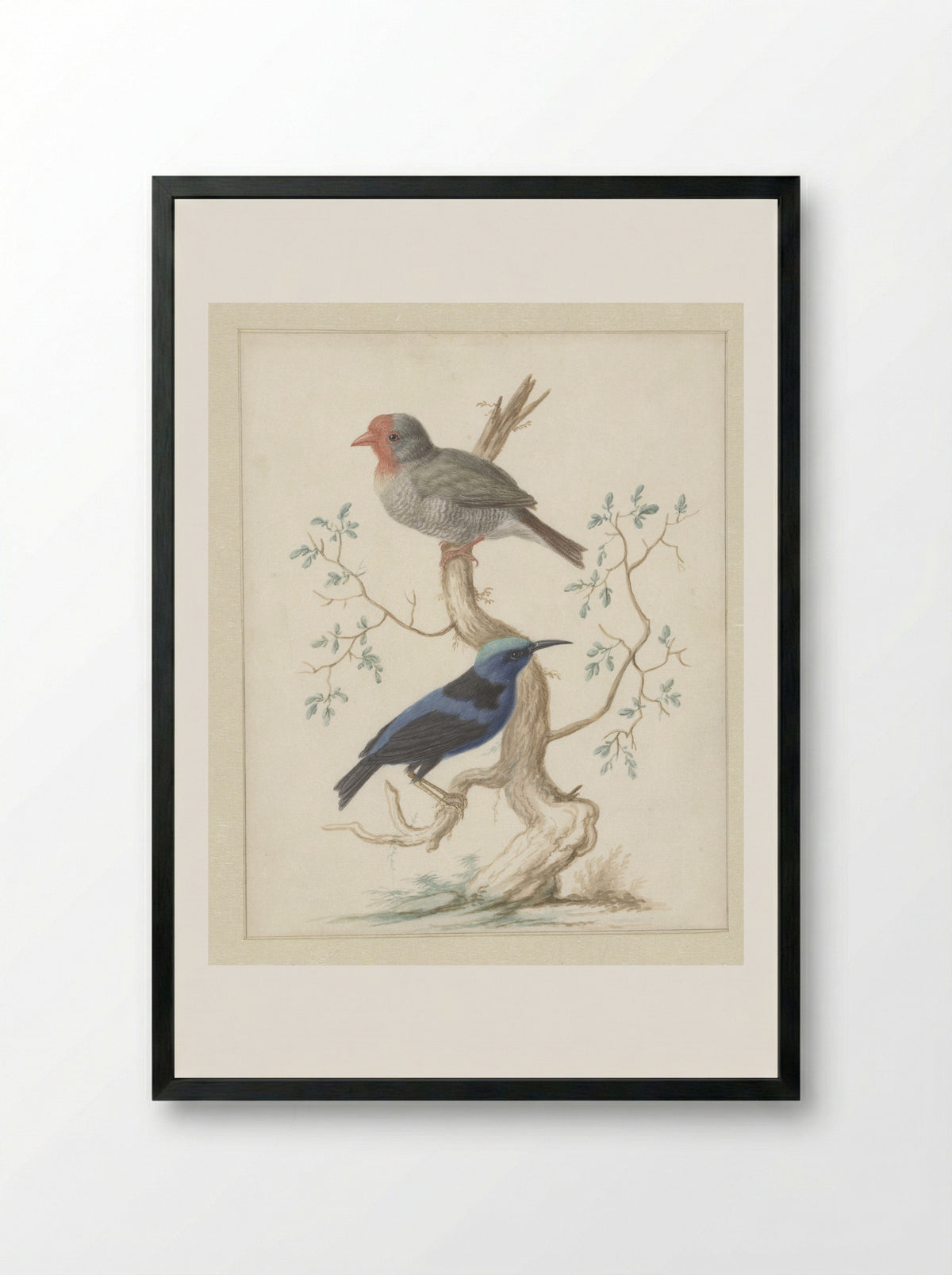 Red-headed Finch and Red-legged Honeycreeper - Johannes Bronkhorst - Framed Print Black