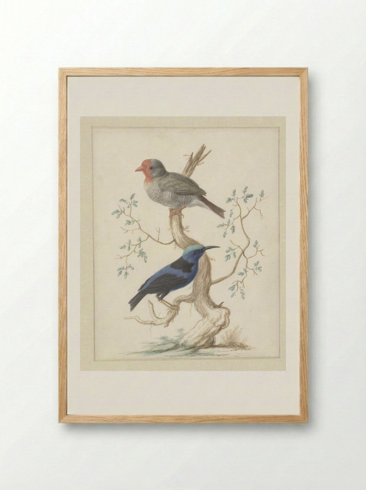 Red-headed Finch and Red-legged Honeycreeper - Johannes Bronkhorst - Framed Print Wood