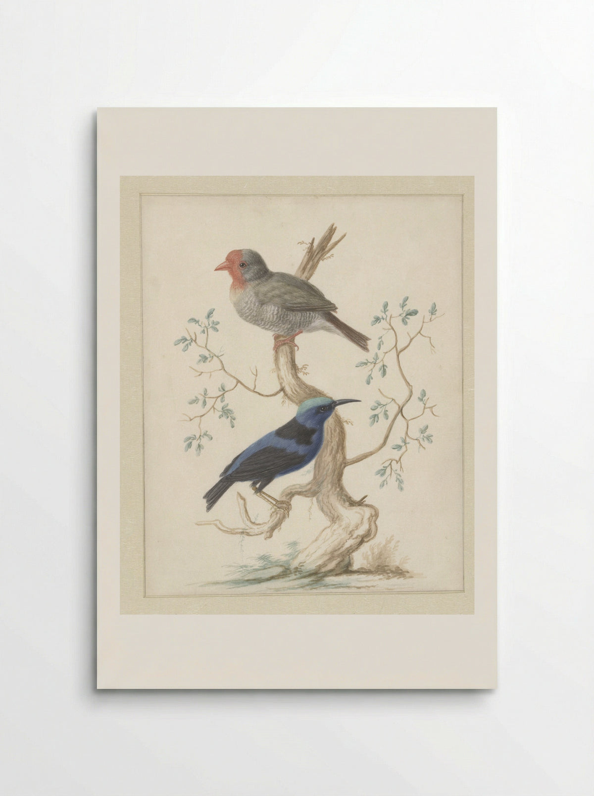 Red-headed Finch and Red-legged Honeycreeper - Johannes Bronkhorst - Poster